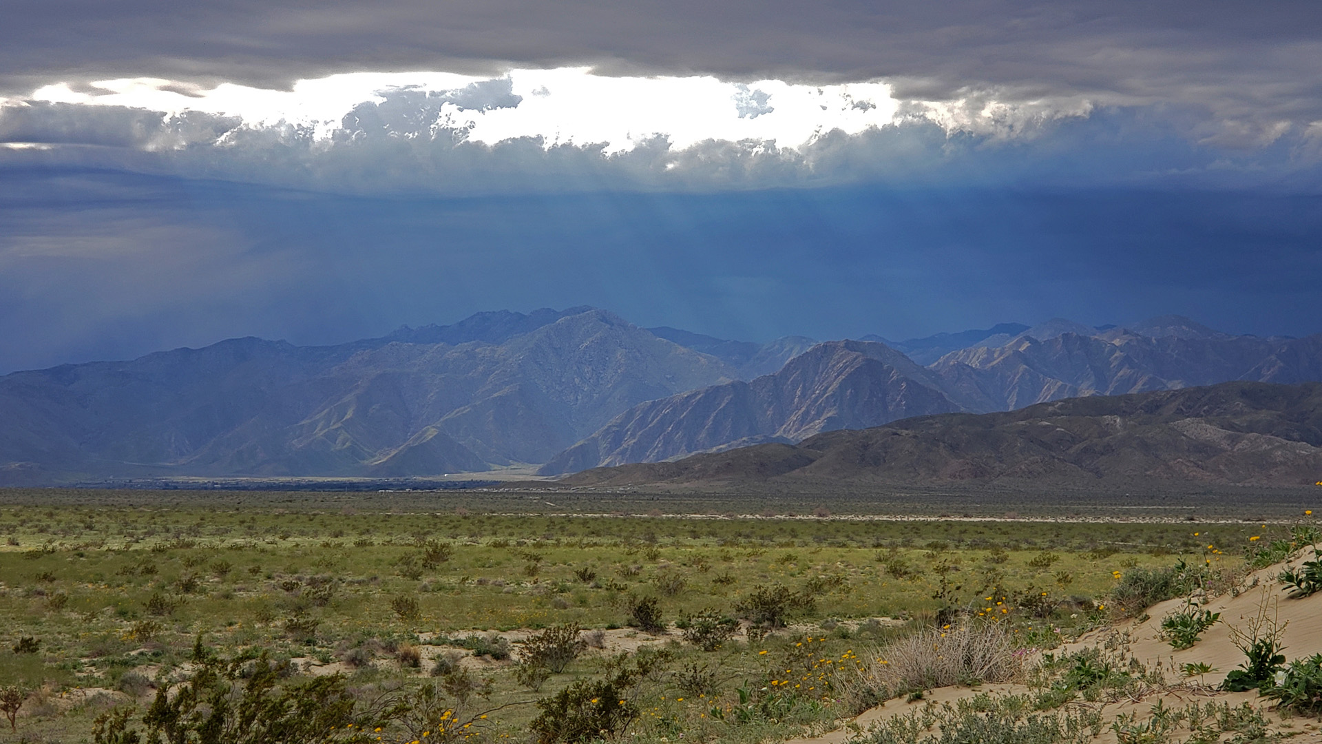 Borrego Springs, CA Superbloom 2019